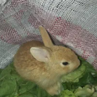 خرگوش|موش و خرگوش|رامهرمز, |دیوار