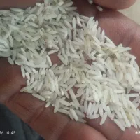 برنج فجر سوزنی
