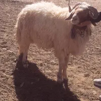 یک قوچ کوردی ۳سال|حیوانات مزرعه|زرین آباد, |دیوار