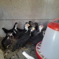 جوجه گلین لری