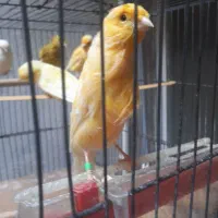 قناری سوپر|پرنده|ری, حمزه‌آباد|دیوار