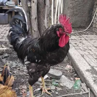 خواستی زنگ بزن وکیل ابادم