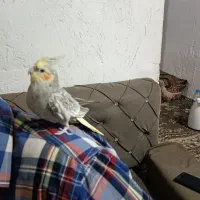 جفت عروس هلندی ویک عروس هلندهشت ماهه دستی  سخنگو