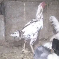 خروس لاری|حیوانات مزرعه|مریوان, |دیوار