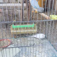 دو جفت مرغ عشق