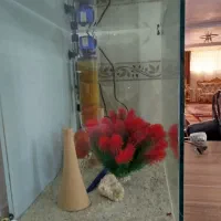 آکواریوم ریملس با به جفت دیسکس|ماهی|مراغه, |دیوار