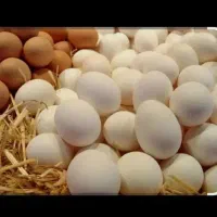 تخم مرغ گلین نطفه دار