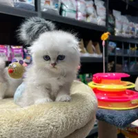 گربه های دلربا و اصیل لوس|گربه|تبریز, |دیوار