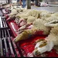 قصاب سیار|خدمات پیشه و مهارت|تهران, شهرک طالقانی|دیوار