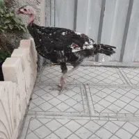 یک عدد بوقلمون برنز ۶ ماهه ماده