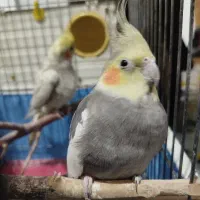 عروس|پرنده|قم, باغ شریفی|دیوار