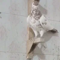 سه تا جفتی زرد وشامی روشن 6تاماده شهری کبوتر|پرنده|شیراز, هفت تنان|دیوار