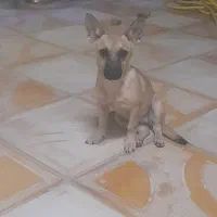 سگ.