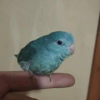 جوجه جفت پروتلت|پرنده|ری, شهادت|دیوار