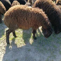 دوتابره‌نرعالی