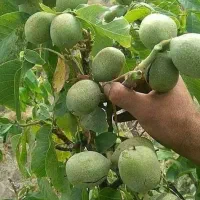 نهال گردو پیوندی فرنور در زنجان