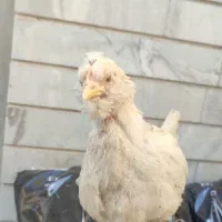 جوجه مرغ خروس گلین طوسی ریشی