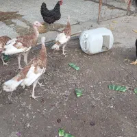 بوقلمون  جوان