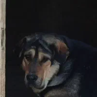 حیوانات و لوازم