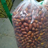 سنجد قزل قرمز