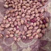 فروش لوبیا چیتی اعلا عمده و خرده|خوردنی و آشامیدنی|سراب, |دیوار