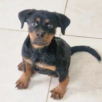 توله روتوایلر دوماهه ماده|سگ|تهران, ونک|دیوار