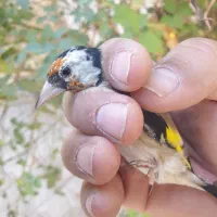 فروش سهره|پرنده|شیراز, گویم|دیوار