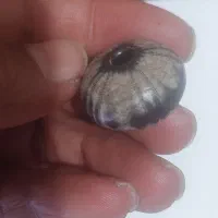 مهره کمیاب|کلکسیون اشیاء عتیقه|تهران, حر|دیوار