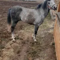 اسب نریان|اسب و تجهیزات اسب‌سواری|ارومیه, |دیوار