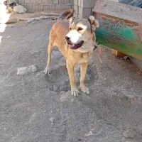 سگ سرابی فی ۱۰|سگ|سراجو, |دیوار