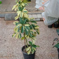 گل‌های آپارتمانی|گل و گیاه طبیعی|شوشتر, |دیوار