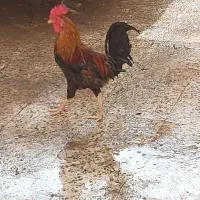 خروس جوان|حیوانات مزرعه|اهواز, بهارستان|دیوار