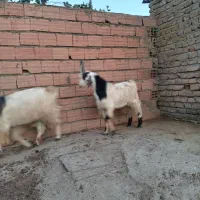 بزغاله نر|حیوانات مزرعه|گمیشان, |دیوار