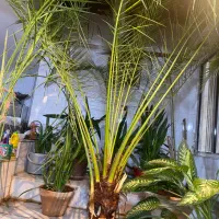 نخل فونیکس|گل و گیاه طبیعی|هشتگرد, گلسار|دیوار