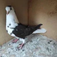 کفتر|پرنده|رودهن, |دیوار