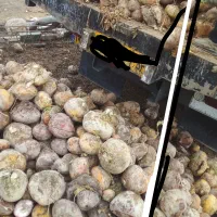 چغندر دامی وقند|حیوانات مزرعه|فامنین, |دیوار