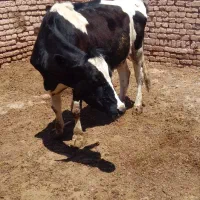 گاوشیری