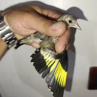 جوجه سره مهاباد