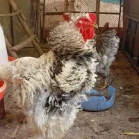 تخم مرغ نطفه دار