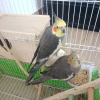 یک جفت عروس هلندی