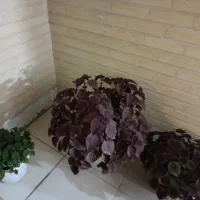 سه تا گل حسن یوسفی