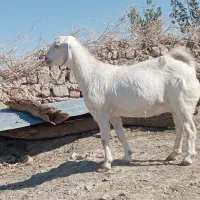 گوسفند|حیوانات مزرعه|زابل, |دیوار