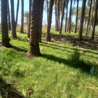 فروش فوری ۱۰ نفر شتر