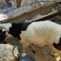 بره قوچی کری چاق بره کوه