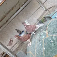 تعدادی کفتر پرش بالا نر و ماده و مفلق