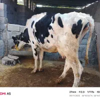 فروش گاو با گوساله نر چهارماهه|حیوانات مزرعه|چرام, |دیوار