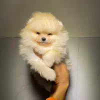 پامرانین بوفیس