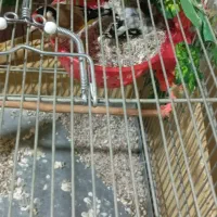 سهره زات دار جفت خورد کار داد ب ظمانت