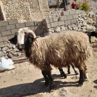 قوچ|حیوانات مزرعه|شیراز, محمدیه|دیوار