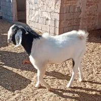 فروش سه عدد بره و یک عدد بزغاله